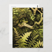 オランダアールヌーボーカエルinツリー ポストカード (正面/裏面)