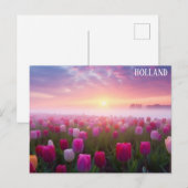 オランダオランダオランダチューリップ旅行写真 ポストカード (正面/裏面)