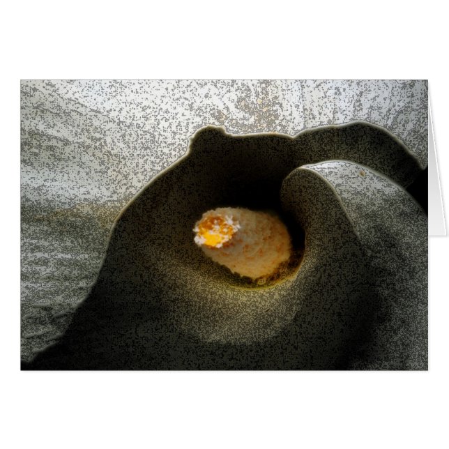 オランダカイウのクローズアップ (正面横)