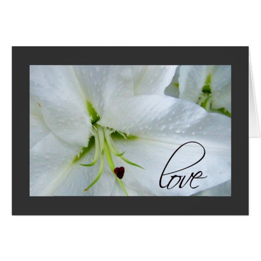 オランダカイウユリの愛 (正面横)