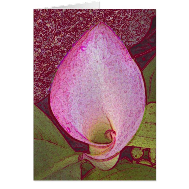 オランダカイウLilly (正面)