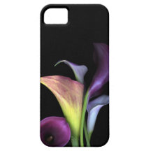 オランダカイウLilly