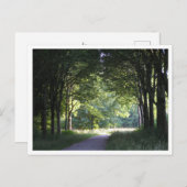 オランダサランドリージョンウェスターベルドスボスフォレスト ポストカード (正面/裏面)