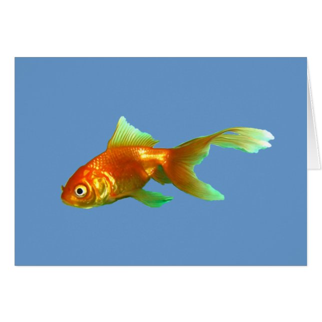 オランダシシガシラのファンシーテール金魚 (正面横)