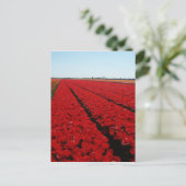 オランダチューリップ場 ポストカード (スタンド正面)