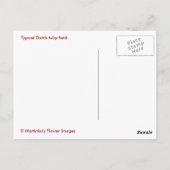 オランダチューリップ場 ポストカード (裏面)