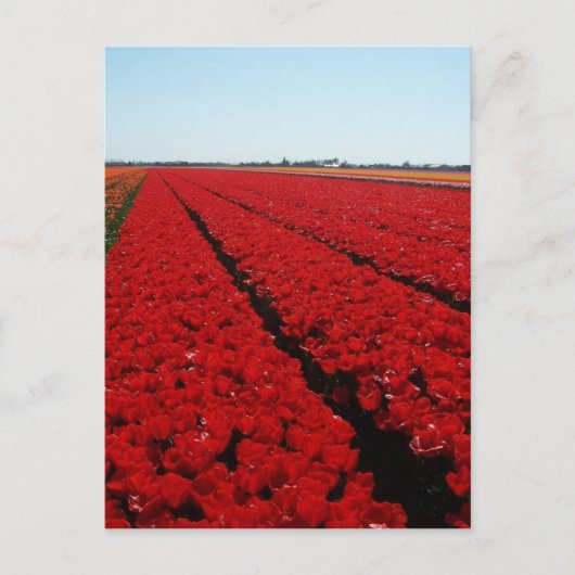 オランダチューリップ場 ポストカード (正面)