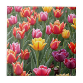 オランダチューリップ タイル