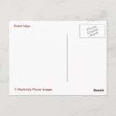 オランダチューリップ ポストカード (裏面)