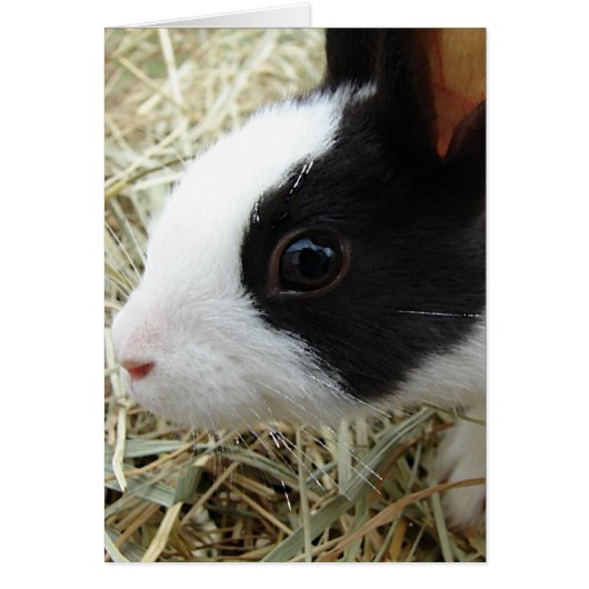 オランダバニー (正面)