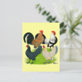 オランダバンタムカルテット ポストカード (スタンド正面)