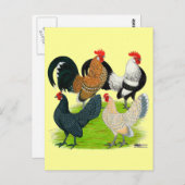 オランダバンタムカルテット ポストカード (正面/裏面)