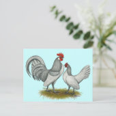 オランダバンタム：セルフブルー ポストカード (スタンド正面)