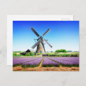 オランダファーム風車とパープルフラワーフィールド ポストカード (正面/裏面)