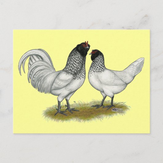 オランダフクロウヒゲ鶏 ポストカード (正面)