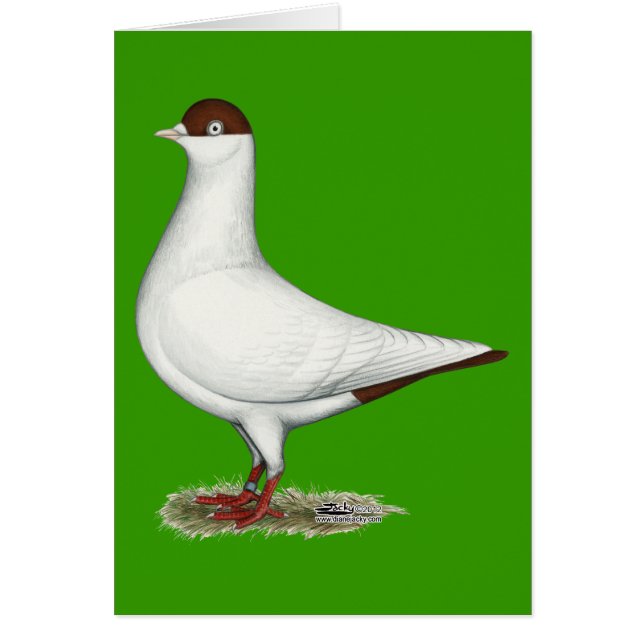 オランダヘルメットハト (正面)