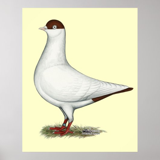 オランダヘルメットハト ポスター (正面)