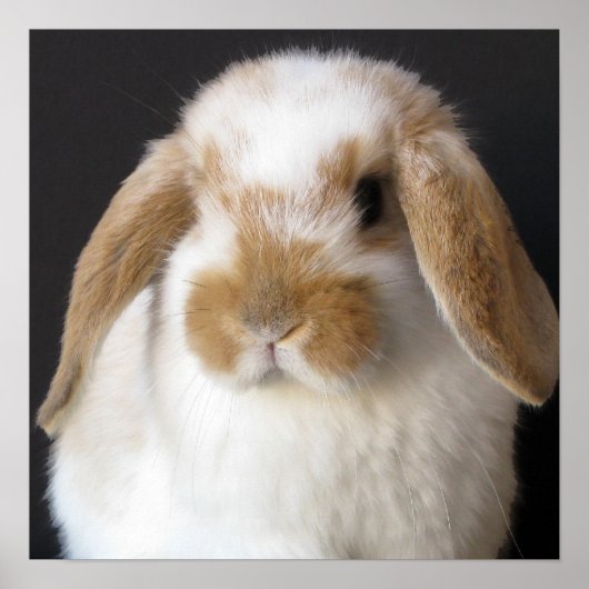 オランダベビープリント ポスター (正面)