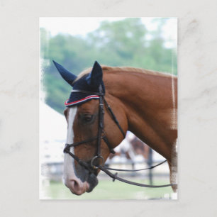 オランダ温血馬はがき ポストカード