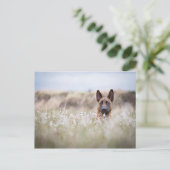 オランダ羊飼い ポストカード (スタンド正面)