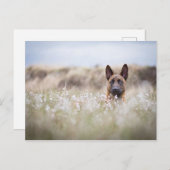 オランダ羊飼い ポストカード (正面/裏面)