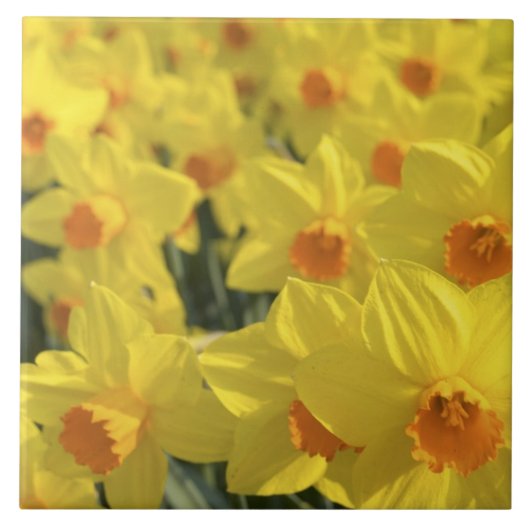 オランダ、オランダ、リスセ、ケウケンホフ公園 タイル (正面)