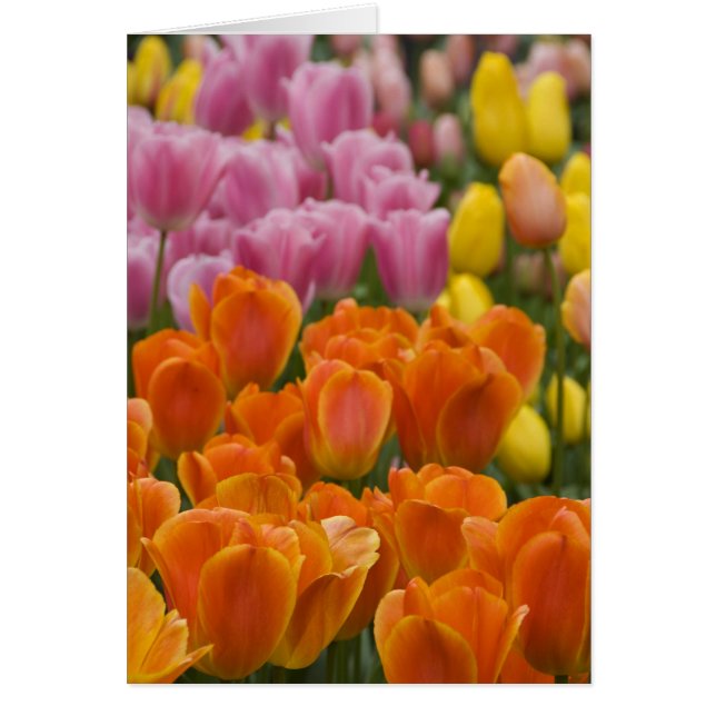 オランダ、オランダ)、リス。慶遠府4 (正面)