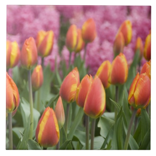 オランダ（オランダ）、リス。慶長府 タイル (正面)