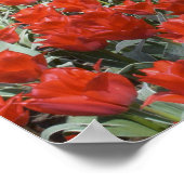 オランダ，オランダ，リッセ，ケウケンホフ庭園 ポスター (角)