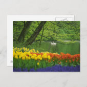 オランダ、リス。池の白鳥 ポストカード (正面/裏面)