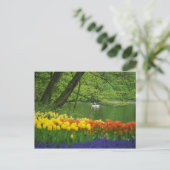 オランダ、リス。池の白鳥 ポストカード (スタンド正面)