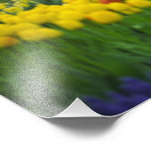 オランダ、リス。沼の中の白い白鳥 フォトプリント            (角)