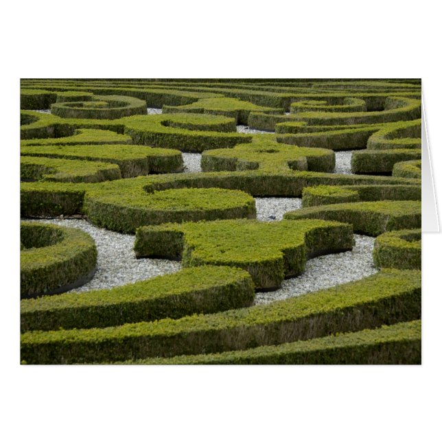 オランダ（別名オランダ） (正面横)