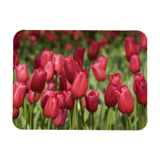 オランダ（別名オランダ）、リッセ。ケウケンホフ4 マグネット (横)