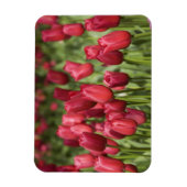 オランダ（別名オランダ）、リッセ。ケウケンホフ4 マグネット (縦)