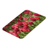 オランダ（別名オランダ）、リッセ。ケウケンホフ4 マグネット (左側)