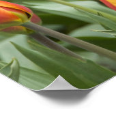 オランダ（別名オランダ）、リッセ。ケウケンホフ ポスター (角)