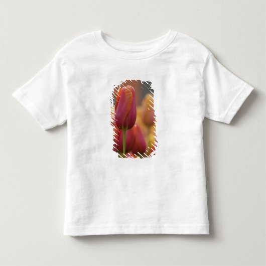 オランダ（別名ホラント）、リス、[カイケンホフ](https://ja.wikipedia.org/ トドラーTシャツ (正面)