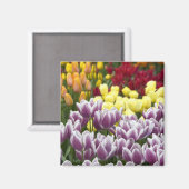 オランダ（別名：ホランド）、リス、[Keukenhof 3] マグネット (正面/裏面)