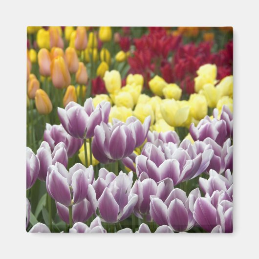 オランダ（別名：ホランド）、リス、[Keukenhof 3] マグネット (正面)