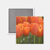 オランダ（別名：ホランド）、リス、[Keukenhof 7] マグネット (正面/裏面)