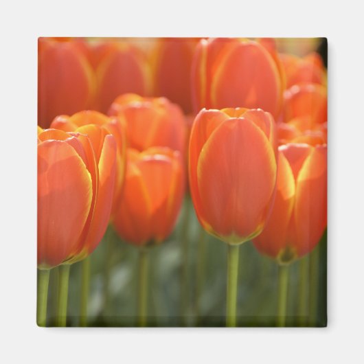 オランダ（別名：ホランド）、リス、[Keukenhof 7] マグネット (正面)