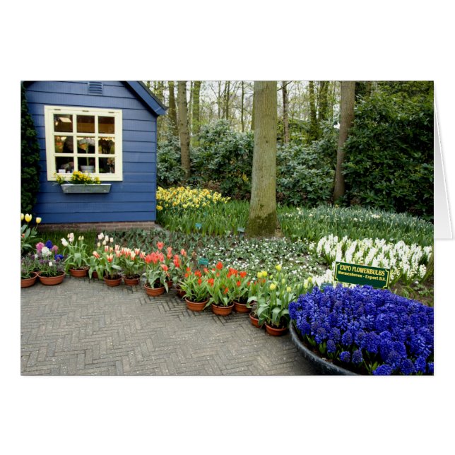オランダ（別名：ホーランド）、リス、[Keukenhof 11] (正面横)