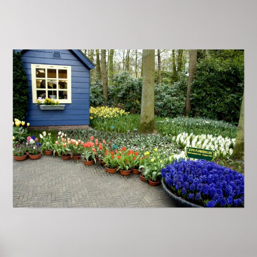 オランダ（別名：ホーランド）、リス、[Keukenhof 11] ポスター (正面)