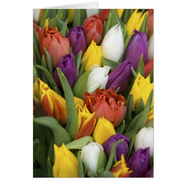 オランダ，南オランダ，アムステルダム (正面)