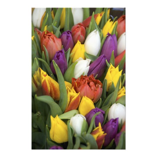 オランダ、南オランダ、アムステルダム フォトプリント            (正面)