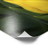 オランダ、南オランダ、アムステルダム フォトプリント            (角)