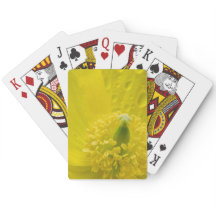 オリエンタルイエローポピー