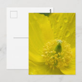 オリエンタルイエローポピー ポストカード (正面/裏面)