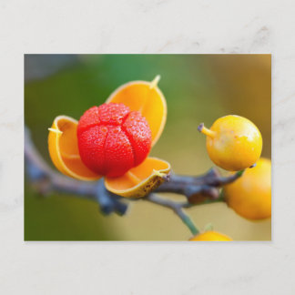 オリエンタルビタースウィート ポストカード